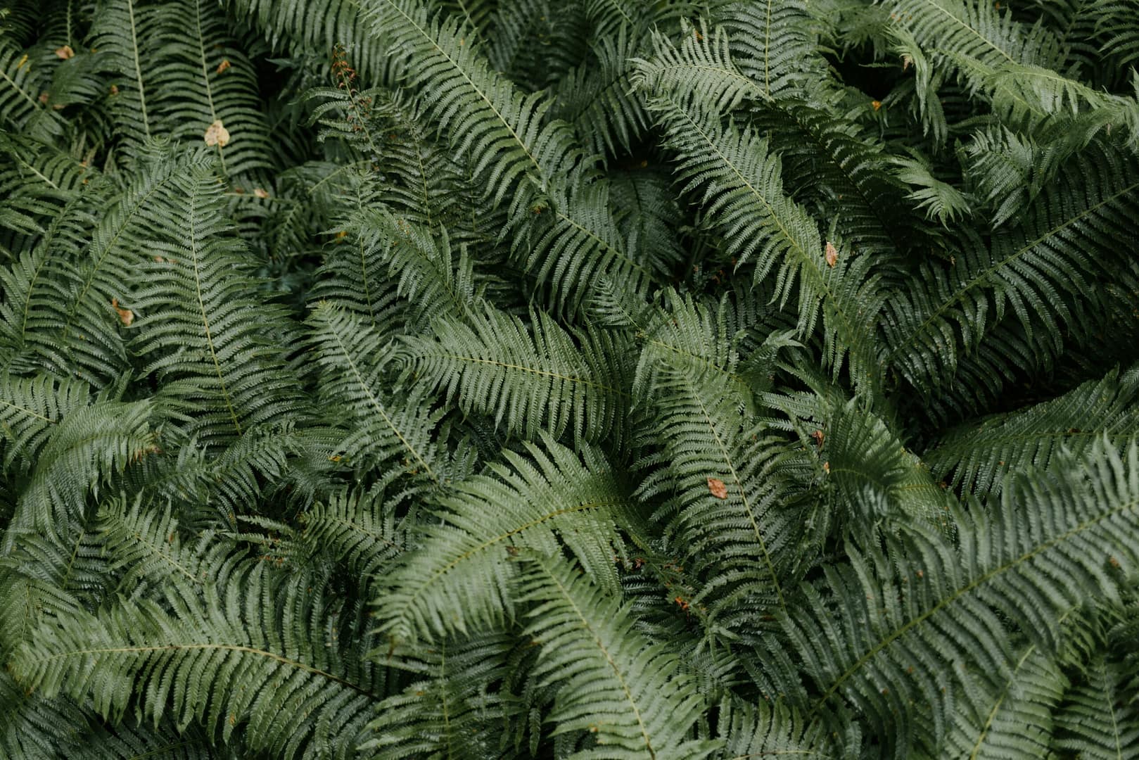 Die Kunst der Fülle: Erfahren Sie wahre Erfüllung und Zufriedenheit im Leben 6 üppige Grüne Farnblätter In Der Natur