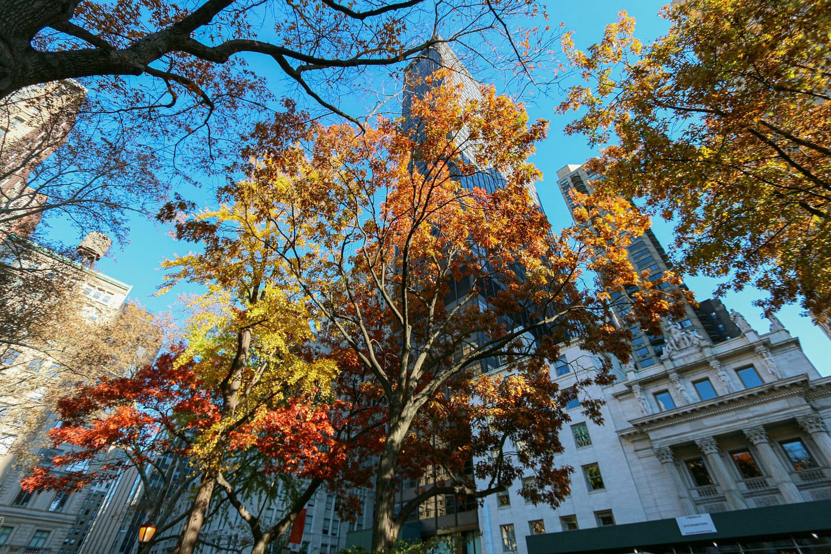 Die Macht der Freundschaft: Warum sie so wichtig ist und wie man starke Beziehungen aufbaut 3 Kostenloses Stock Foto zu ahorn, asien, ast