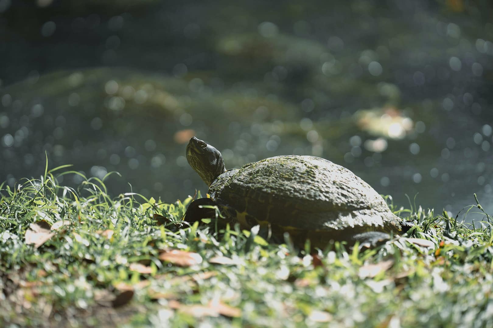 Wasser: Der Lebenselixier für Körper und Geist 4 Seitenansicht einer Schildkröte, die sich an einem Teich in Brooksville, Florida, sonnt.