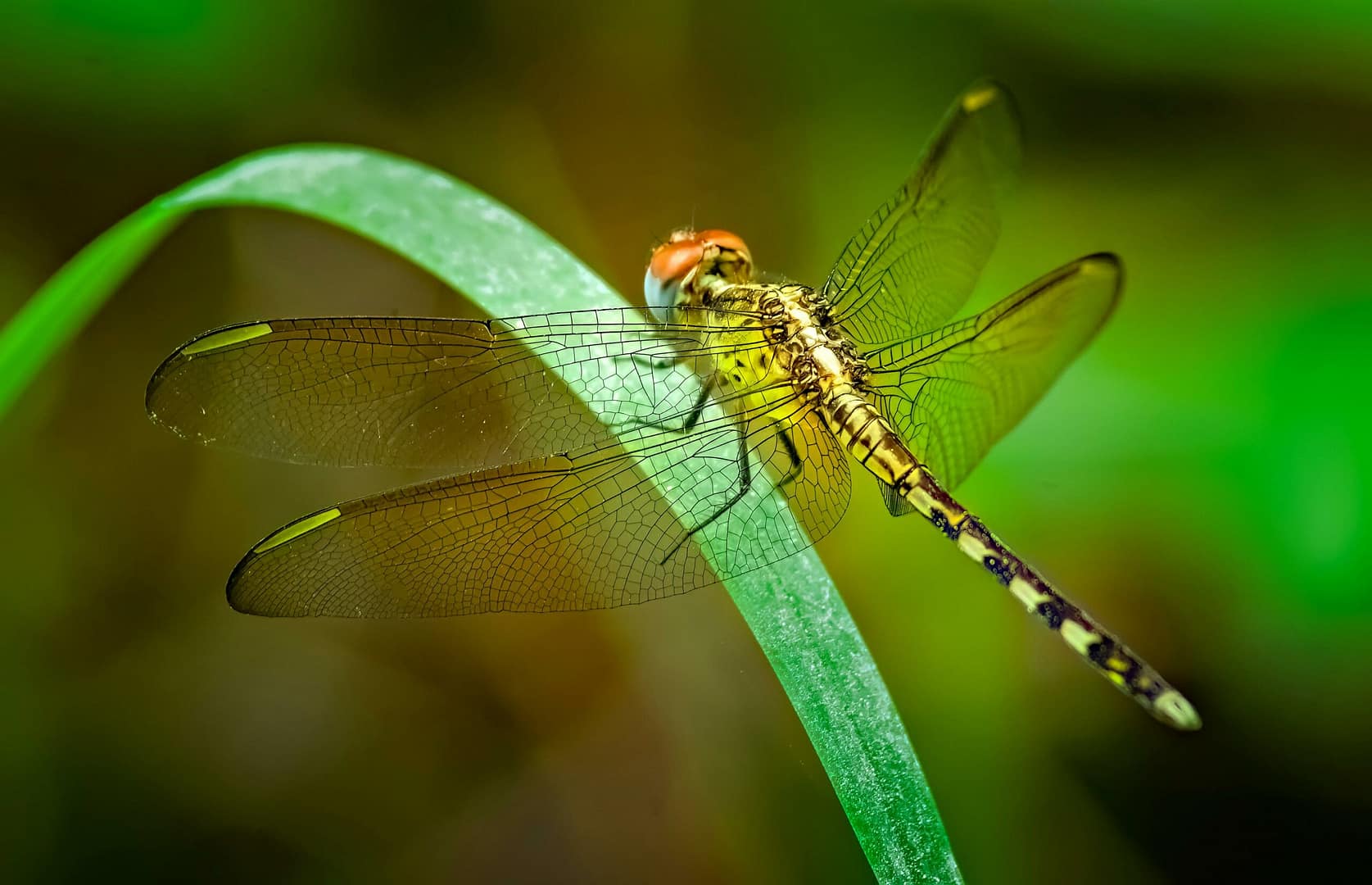 Die Kunst der materiellen Anziehung: Wege zu Reichtum und Erfolg 7 Kostenloses Stock Foto zu außenaufnahme, biodiversität, blatt