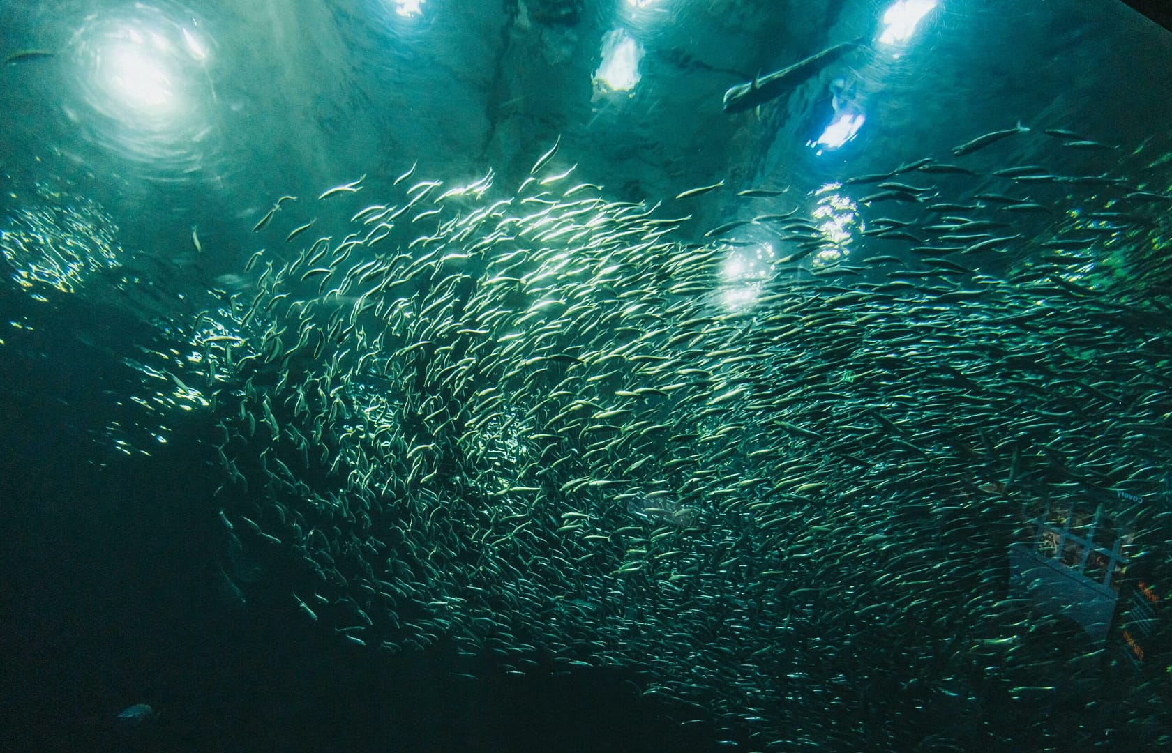 Fülle und Glück: Wege zur Erfüllung im Leben 5 Kostenloses Stock Foto zu baden, fischschwarm, fülle