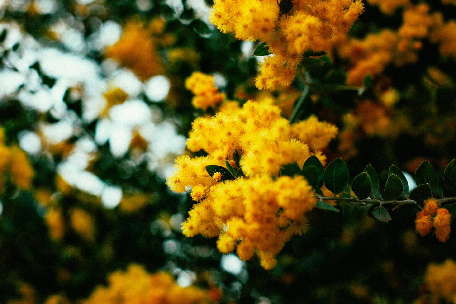 Das Resonanzgesetz: Einfluss von Gedanken und Emotionen 6 Gelbe Blume