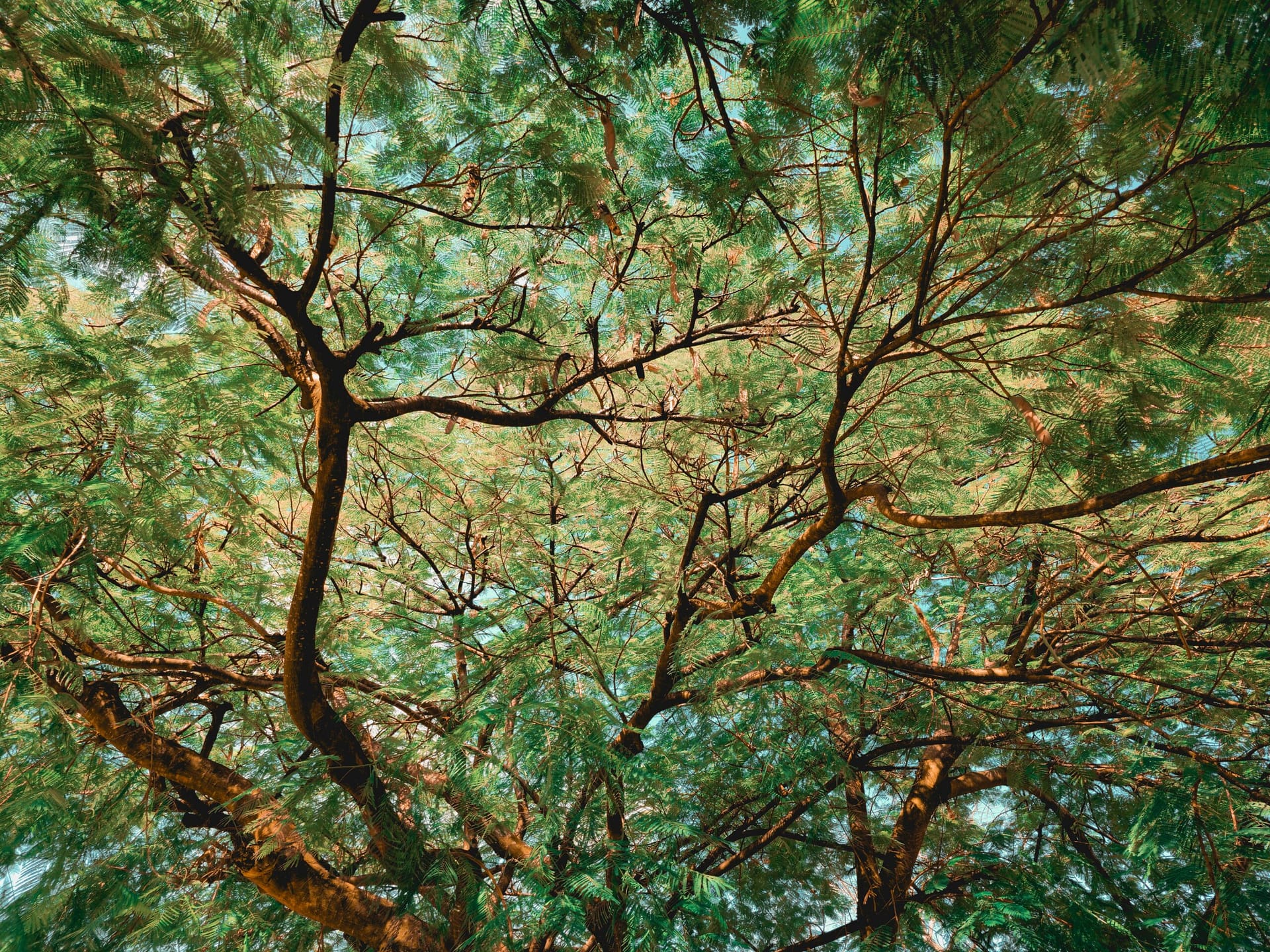 Das Resonanzgesetz: Einfluss von Gedanken und Emotionen 4 Kostenloses Stock Foto zu ast, bäume, baumwipfel